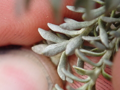 Brachyglottis cassinioides