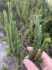 Aotus lanigera