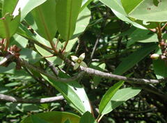 Rhizophora mucronata