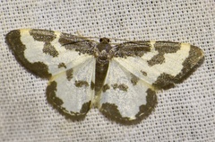 Lomaspilis marginata
