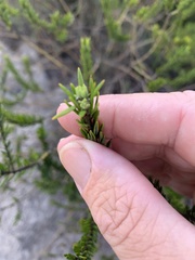 Aotus lanigera