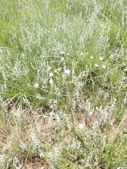 Alepidea peduncularis