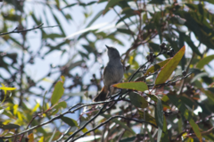 Acanthiza uropygialis