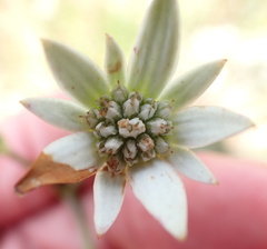 Alepidea peduncularis