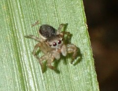 Maratus volans