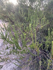 Aotus lanigera