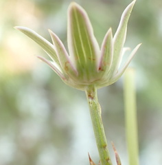 Alepidea peduncularis