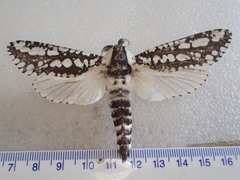 Endoxyla decoratus