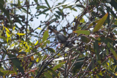 Acanthiza uropygialis