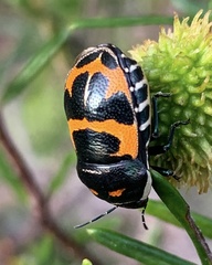Choerocoris grossi