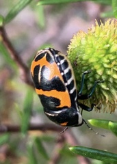 Choerocoris grossi