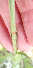 Alepidea peduncularis