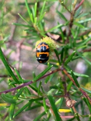 Choerocoris grossi
