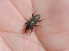 Sphenophorus coesifrons
