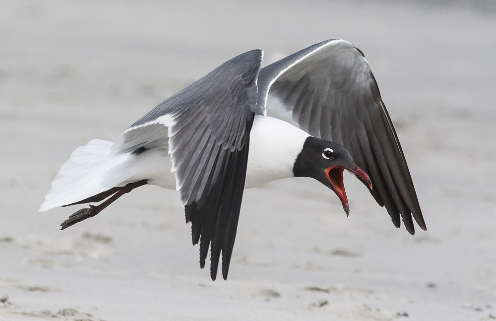 Laughing Gull