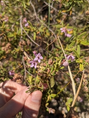 Thomasia petalocalyx