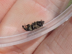 Sphenophorus coesifrons