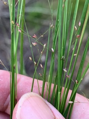 Panicum simile