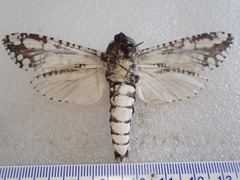 Endoxyla decoratus