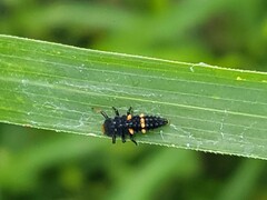 Coccinellinae