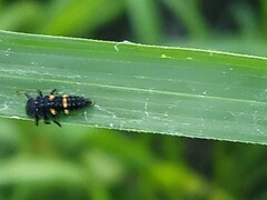 Coccinellinae