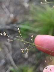 Panicum simile