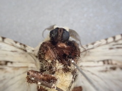 Endoxyla decoratus