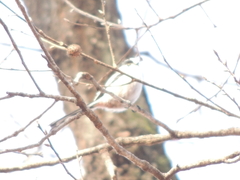 Aegithalos caudatus magnus