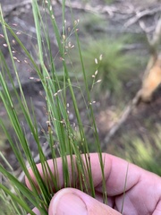 Panicum simile