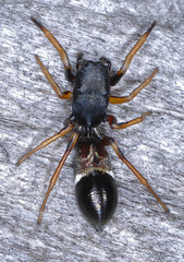 Leptorchestes berolinensis