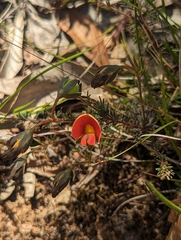 Gompholobium ecostatum