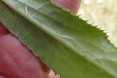 Alepidea peduncularis