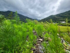 Artemisia capillaris