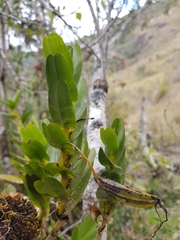 Angraecum conchoglossum image