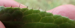 Alepidea peduncularis