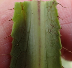 Alepidea peduncularis