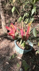 Clinacanthus nutans