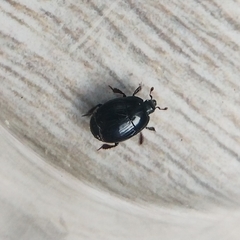 Histeridae