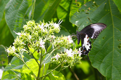 Papilio prexaspes
