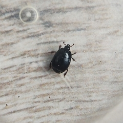 Histeridae