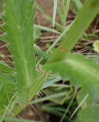 Alepidea peduncularis