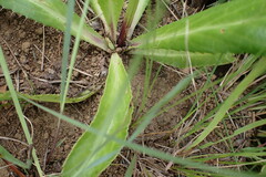 Alepidea peduncularis