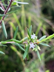Styphelia leptospermoides