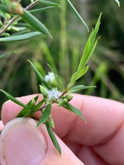 Styphelia leptospermoides