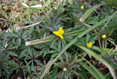 Anemonoides ranunculoides