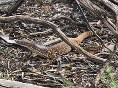 Varanus gouldii