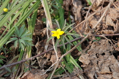 Anemonoides ranunculoides