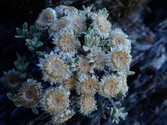 Anaphalis nepalensis