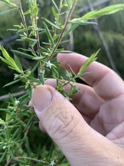 Styphelia leptospermoides