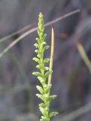Microtis parviflora